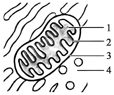 【高考真题】2025年北京卷生物试题 第1张