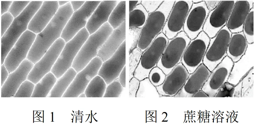 【高考真题】2025年北京卷生物试题 第5张