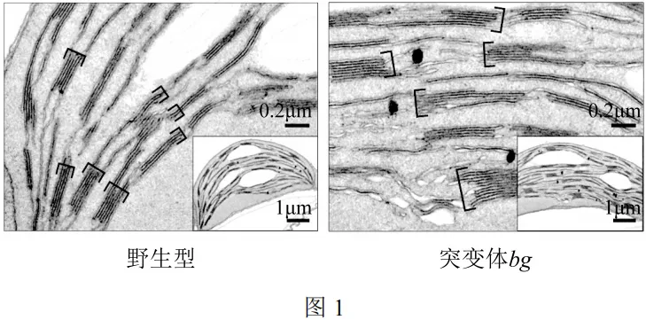 【高考真题】2025年北京卷生物试题 第8张