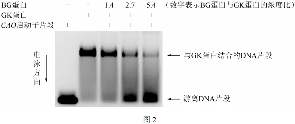 【高考真题】2025年北京卷生物试题 第9张
