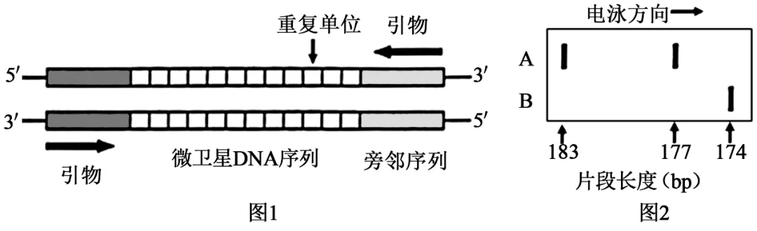 【高考真题】2025年北京卷生物试题 第12张