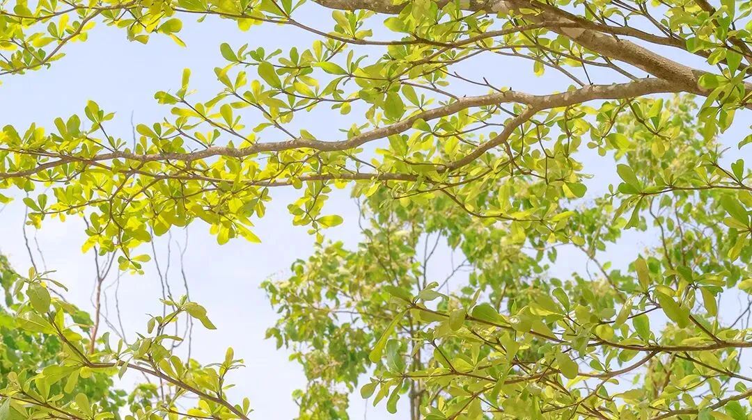 26届高考模拟试题 | 安徽省六校联盟2026届高三1月素质检测英语试题2026.01 第4张