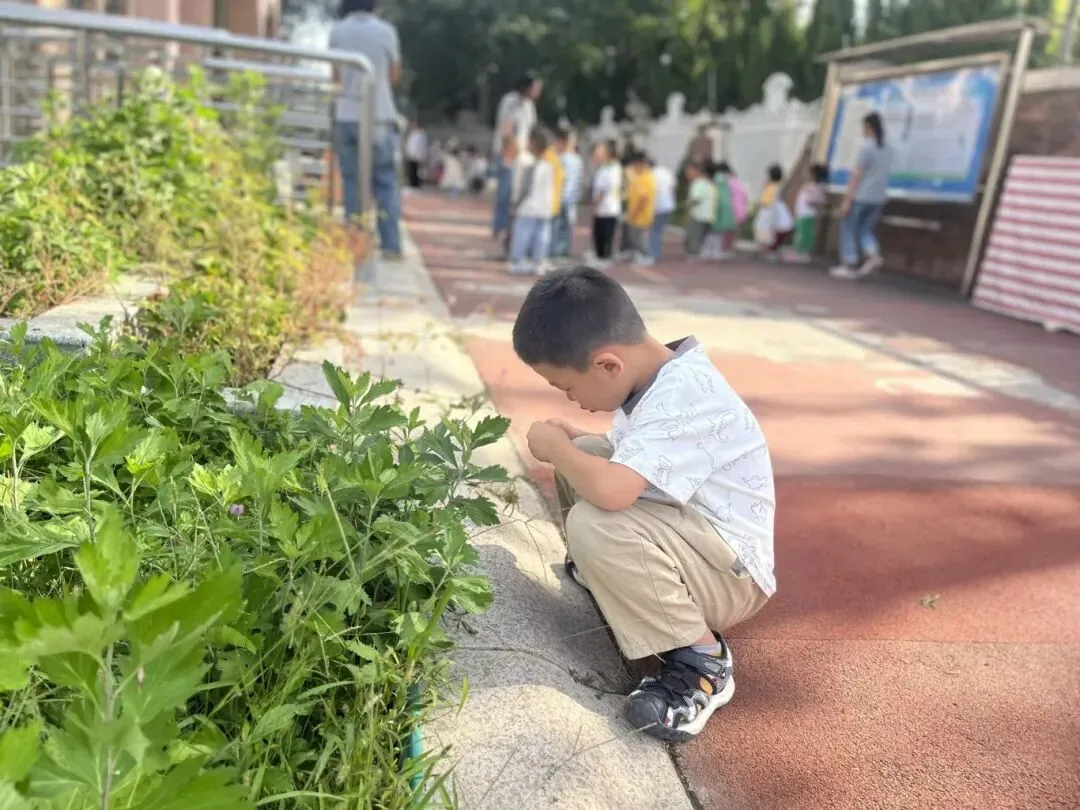 “真题真议”话题讨论集锦7:在幼儿自主探究与尊重动植物生命之间,教师该如何把握平衡? 第6张