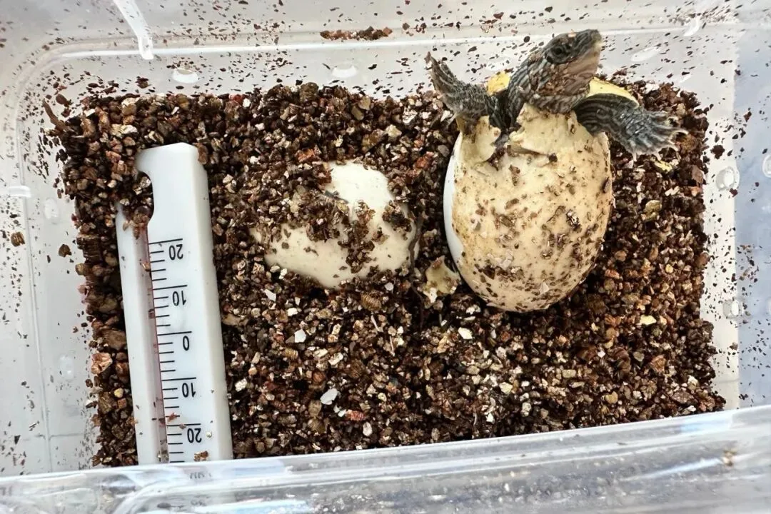 “真题真议”话题讨论集锦7:在幼儿自主探究与尊重动植物生命之间,教师该如何把握平衡? 第8张