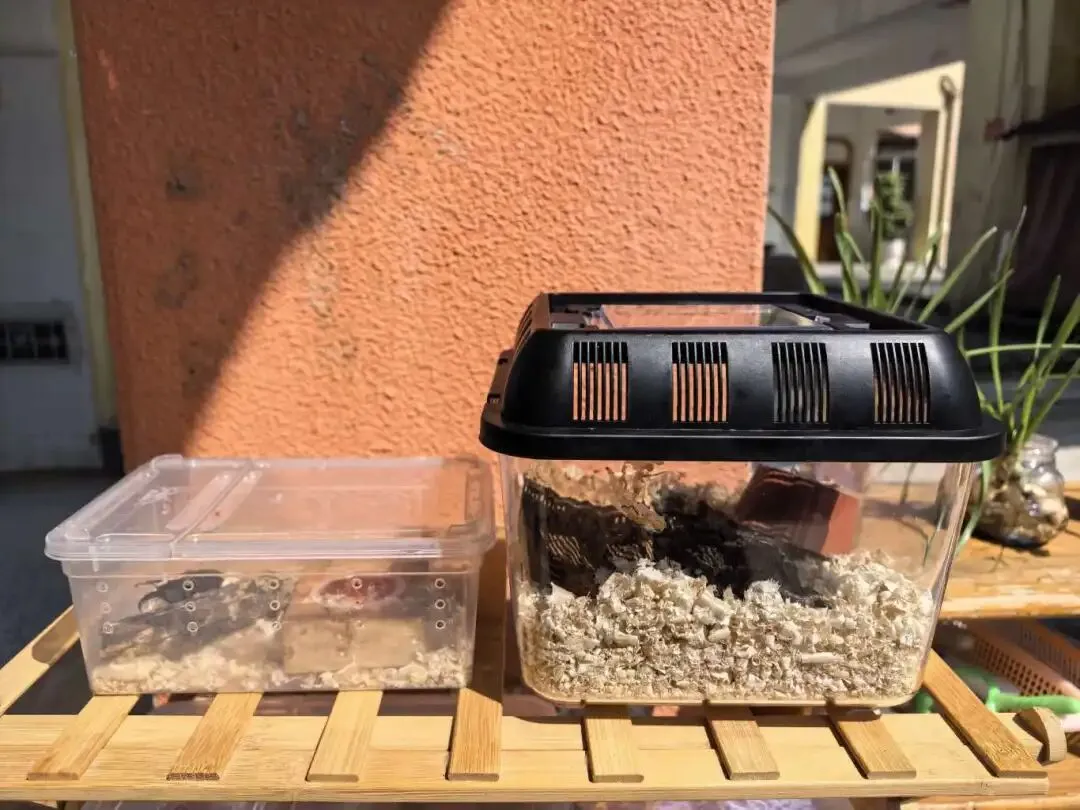 “真题真议”话题讨论集锦7:在幼儿自主探究与尊重动植物生命之间,教师该如何把握平衡? 第12张