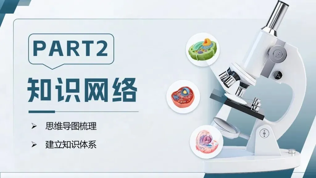 中考生物一轮复习专题一《生物体的结构层次》 第16张