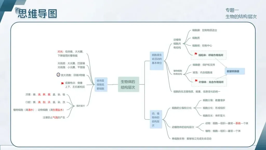 中考生物一轮复习专题一《生物体的结构层次》 第17张