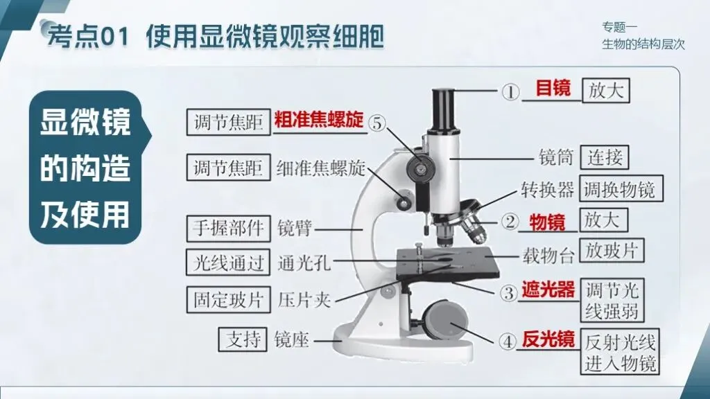 中考生物一轮复习专题一《生物体的结构层次》 第20张
