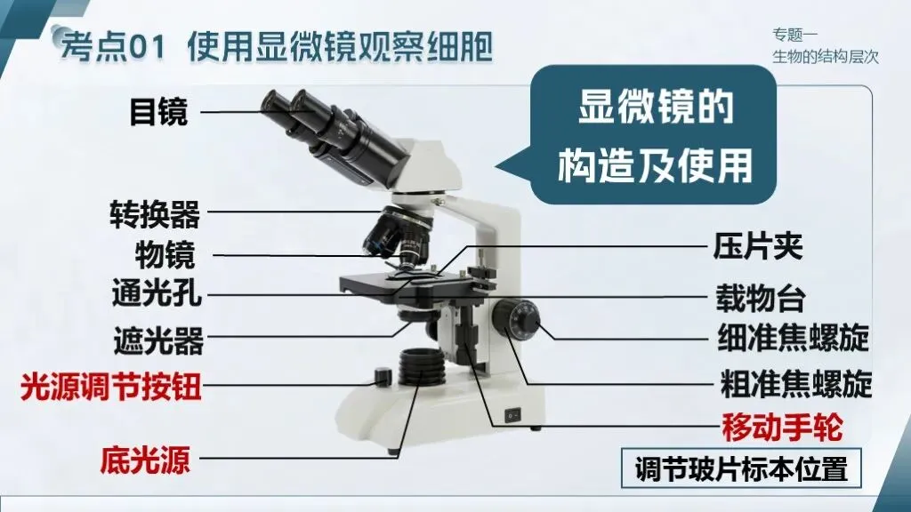 中考生物一轮复习专题一《生物体的结构层次》 第21张