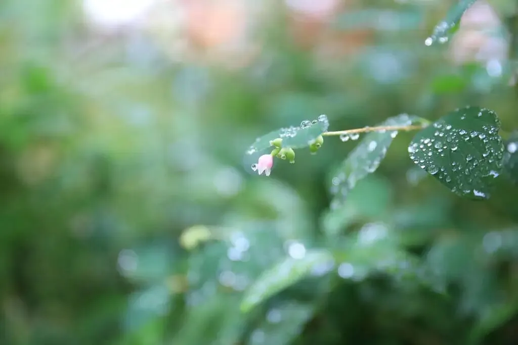 中考作文“五段”黄金结构 第1张