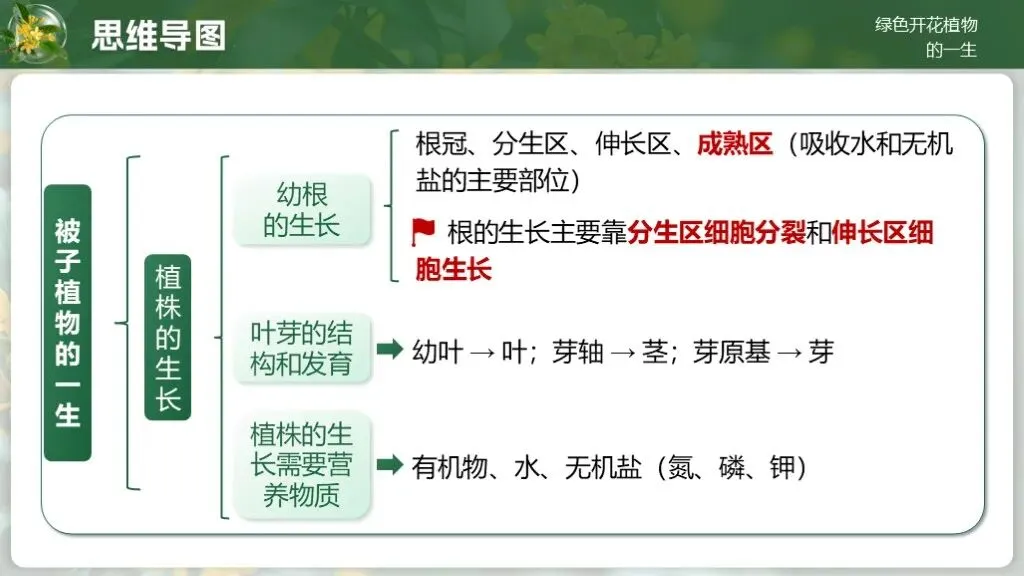 中考生物一轮复习专题4.1《植物的生活-绿色开花植物的一生》 第18张