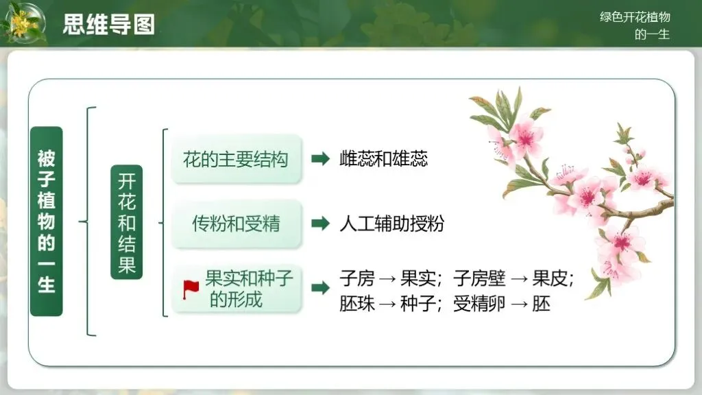 中考生物一轮复习专题4.1《植物的生活-绿色开花植物的一生》 第19张