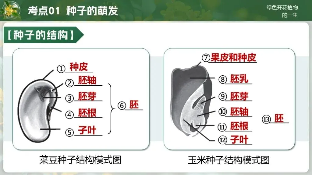 中考生物一轮复习专题4.1《植物的生活-绿色开花植物的一生》 第22张