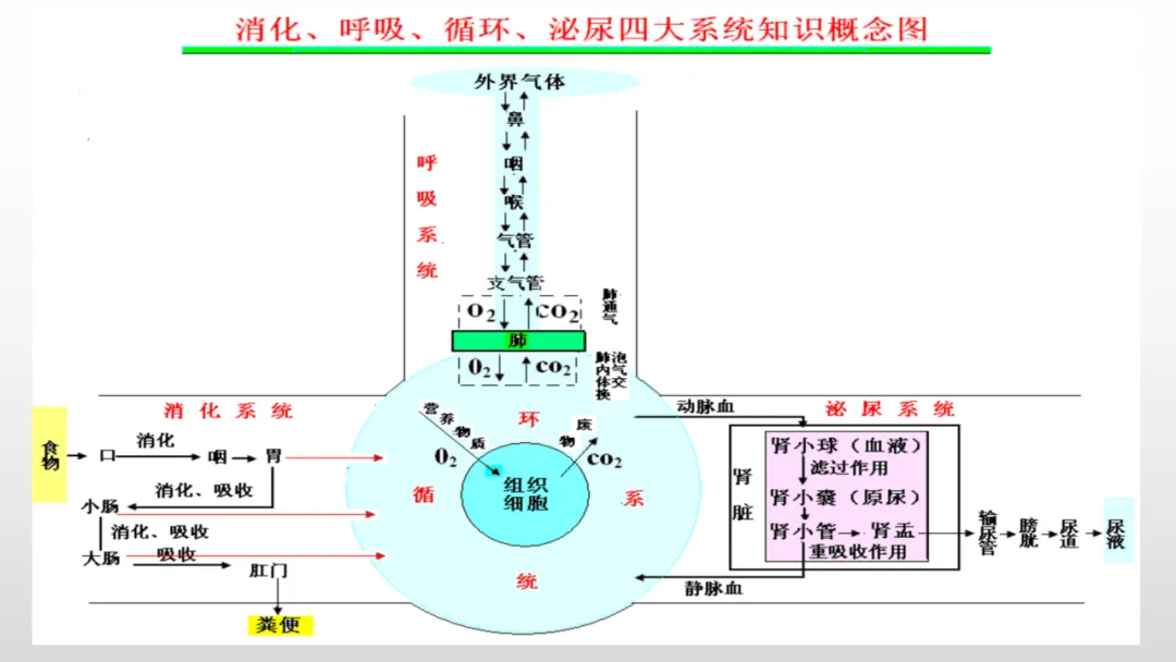 冲刺深圳初二生地会考A+,中考才能算“稳赢” 第29张