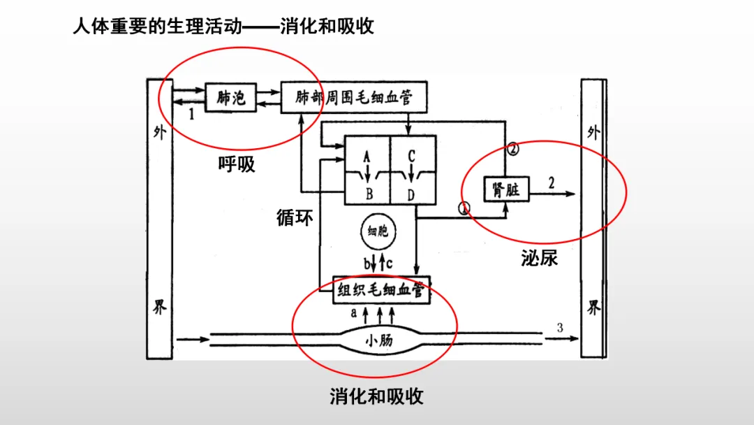 冲刺深圳初二生地会考A+,中考才能算“稳赢” 第30张