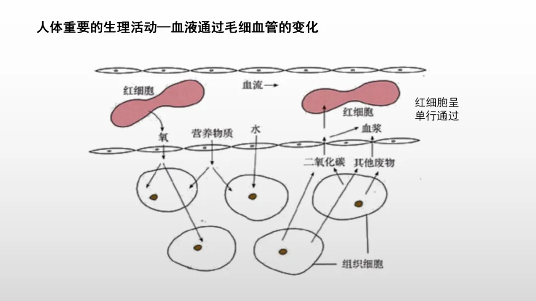 冲刺深圳初二生地会考A+,中考才能算“稳赢” 第33张
