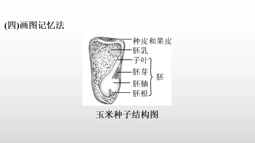 冲刺深圳初二生地会考A+,中考才能算“稳赢” 第45张