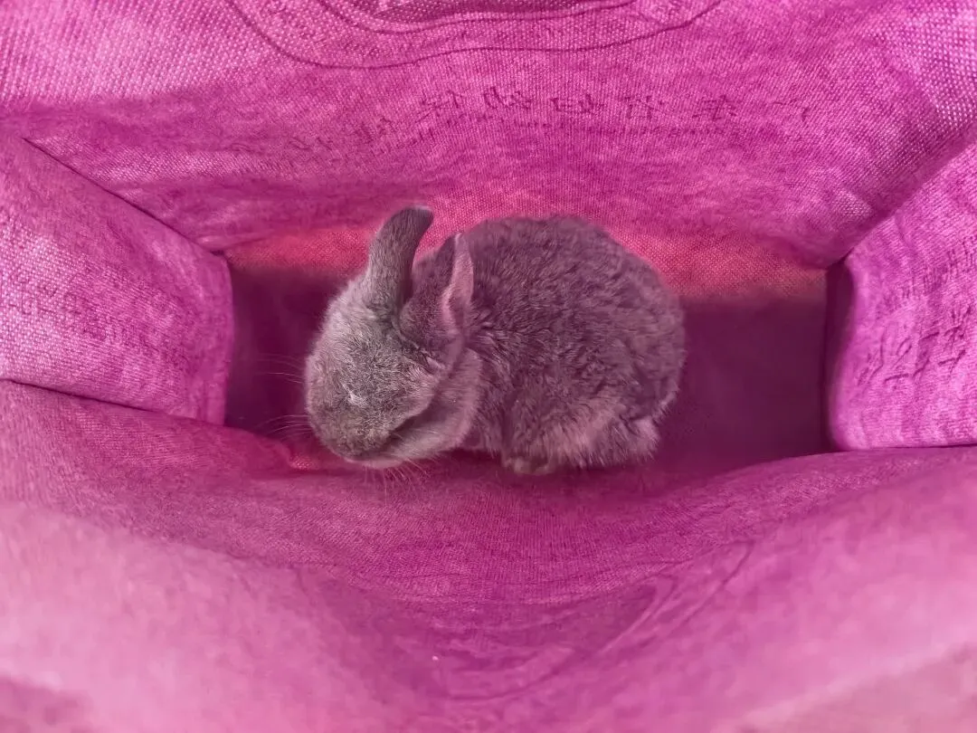 仓鼠兔子也想参加中考 第1张