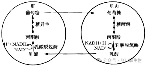 江西省九江市2026年第一次高考模拟统一考试生物学答案及解析 ⊙ 第3张
