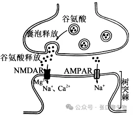 江西省九江市2026年第一次高考模拟统一考试生物学答案及解析 ⊙ 第4张