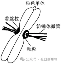 江西省九江市2026年第一次高考模拟统一考试生物学答案及解析 ⊙ 第5张