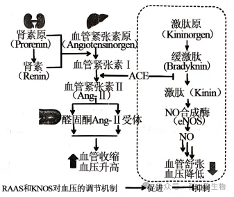 江西省九江市2026年第一次高考模拟统一考试生物学答案及解析 ⊙ 第12张