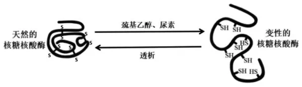 东北三省三校2026年高三第一次联合模拟考试生物学试题试题和答案(附word下载) ⊙ 第8张