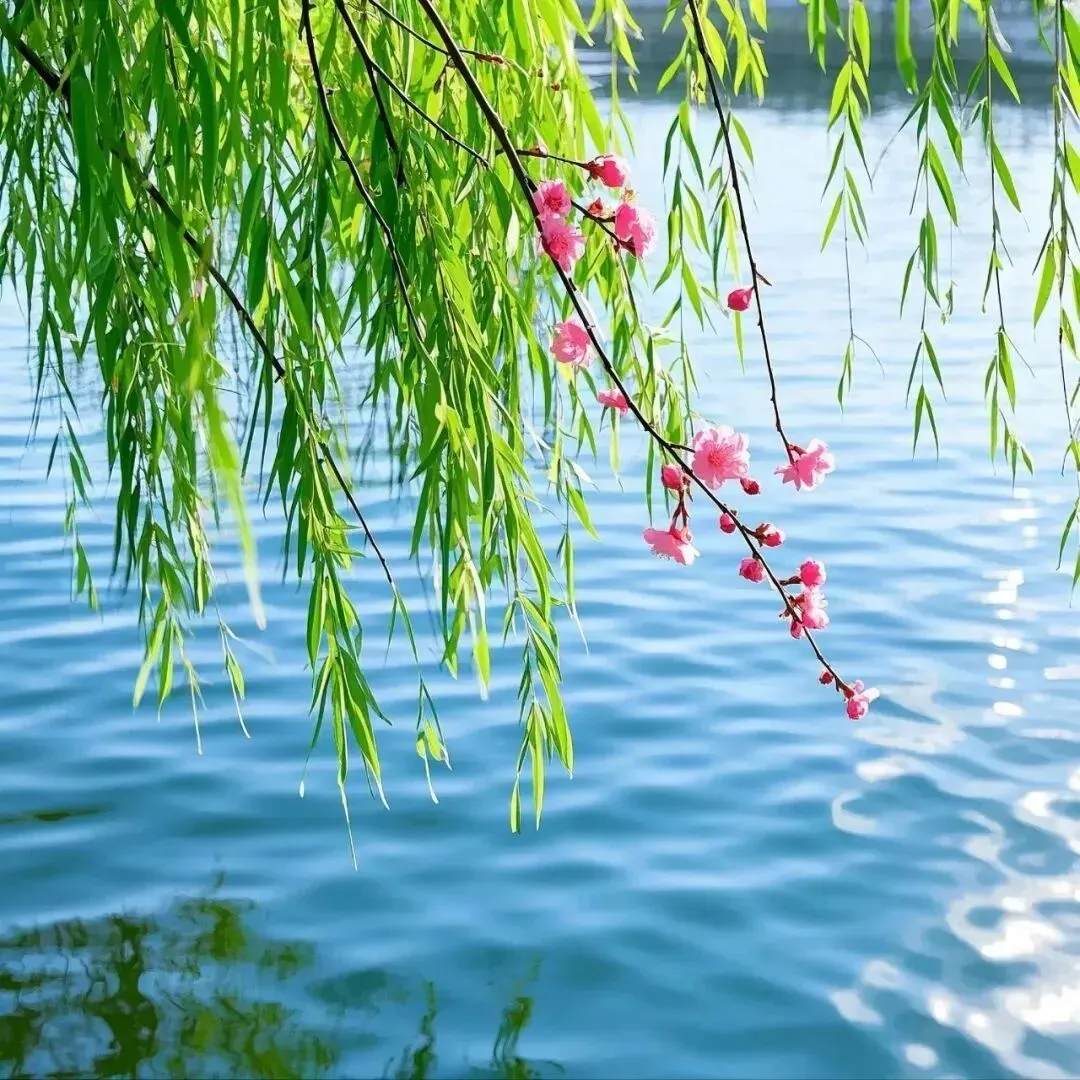 中考诗词中的比喻修辞 第1张