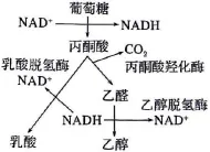 2026年河北省中学生生物学竞赛考试试卷 第8张