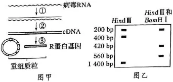 2026年河北省中学生生物学竞赛考试试卷 第28张