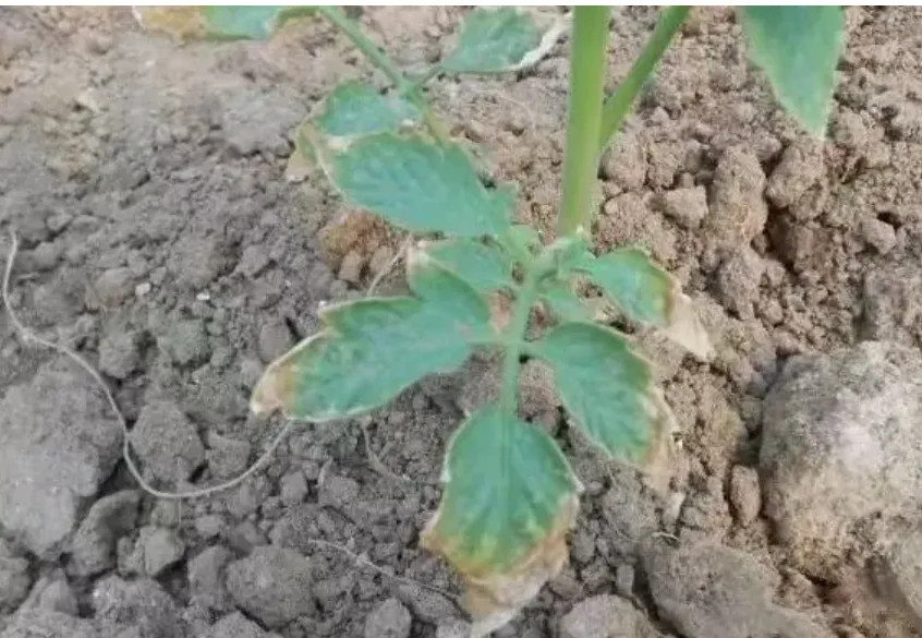复习 ︳中考生物学情境素材复习建议——学习主题(一)生物体的结构层次 第4张