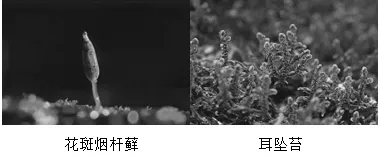 必刷!这份生物中考模拟卷,覆盖90%核心考点 第2张