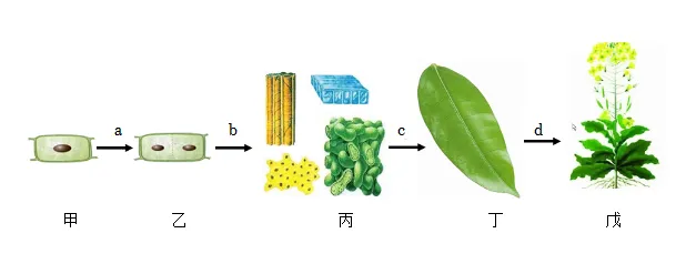 必刷!这份生物中考模拟卷,覆盖90%核心考点 第6张