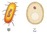 必刷!这份生物中考模拟卷,覆盖90%核心考点 第11张