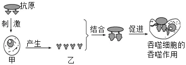 必刷!这份生物中考模拟卷,覆盖90%核心考点 第12张