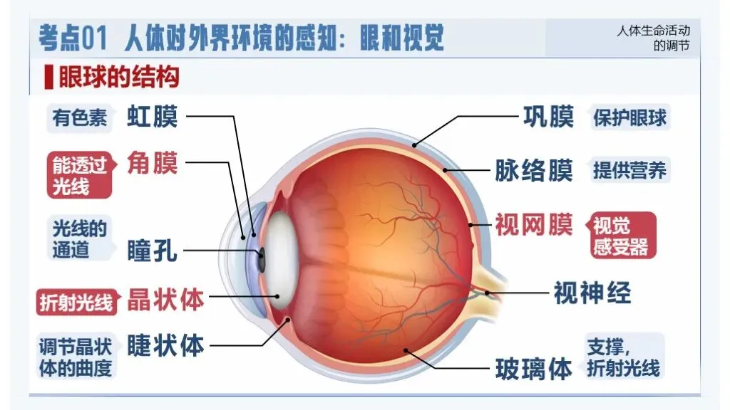 中考生物一轮复习专题5.5《人体生命活动的调节》 第19张