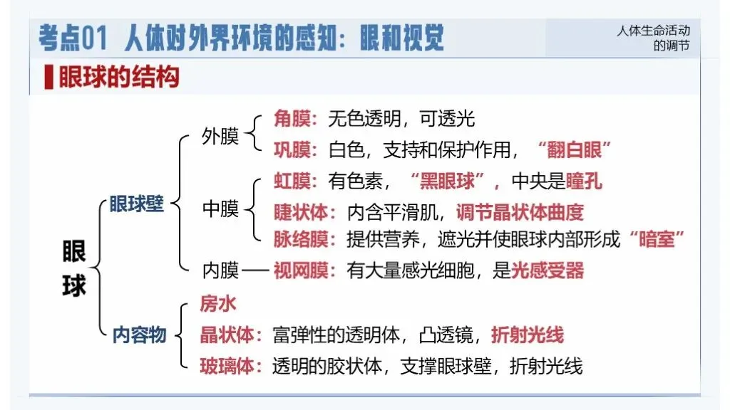 中考生物一轮复习专题5.5《人体生命活动的调节》 第20张