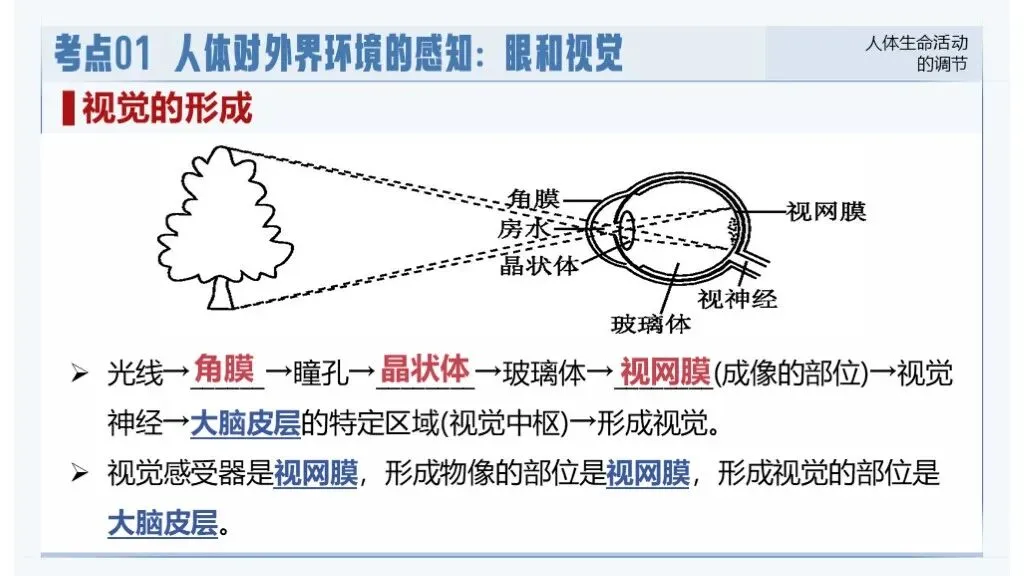 中考生物一轮复习专题5.5《人体生命活动的调节》 第21张