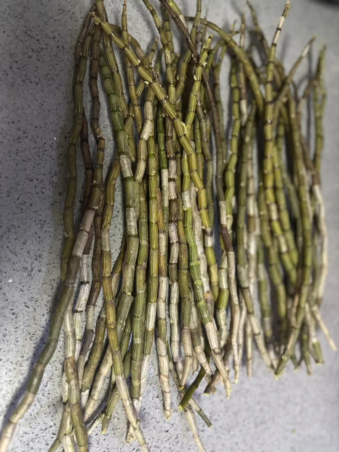 女儿中考倒计时85天--拒绝内耗,把日子过得鲜活 第3张