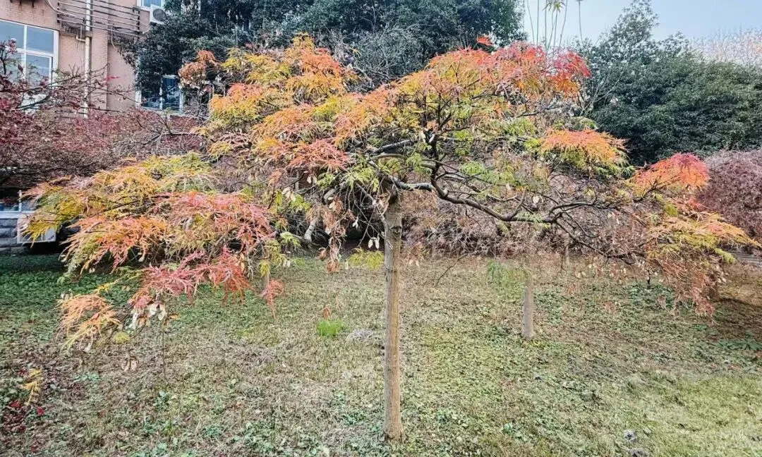 广东广州市2026届高三毕业生一模数学试卷第8题立体几何最值题解析 第6张