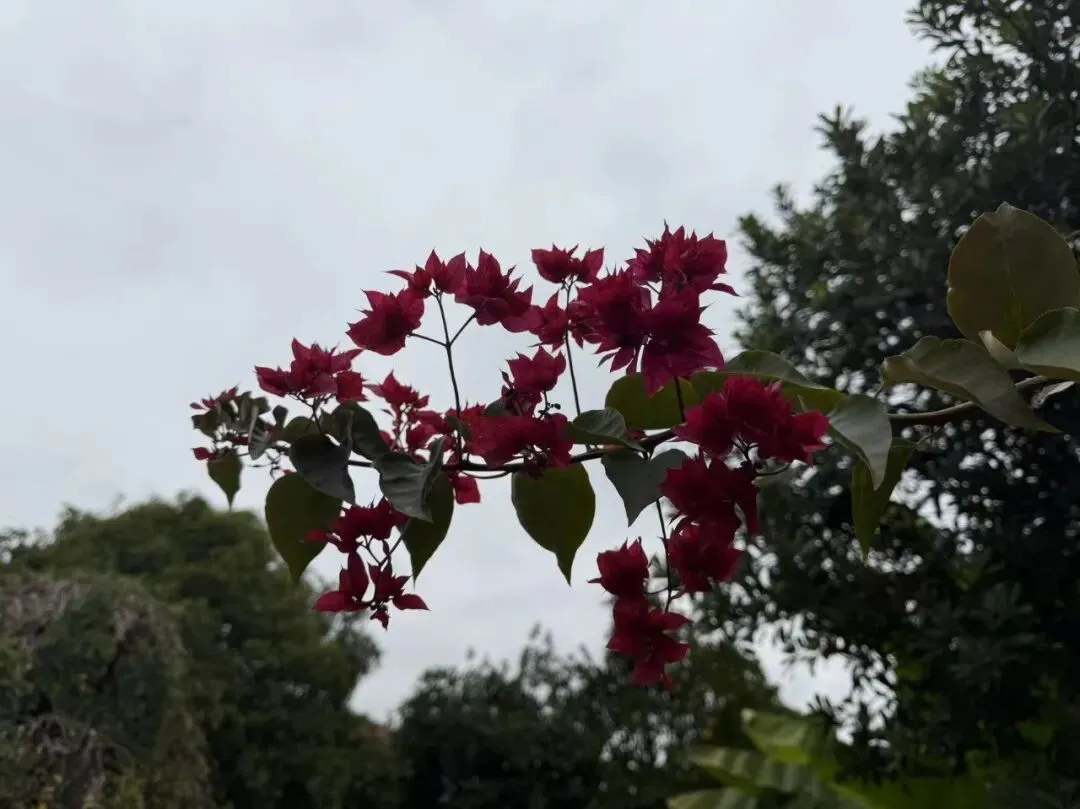 广东广州市2026届高三毕业生一模数学试卷第8题立体几何最值题解析 第7张