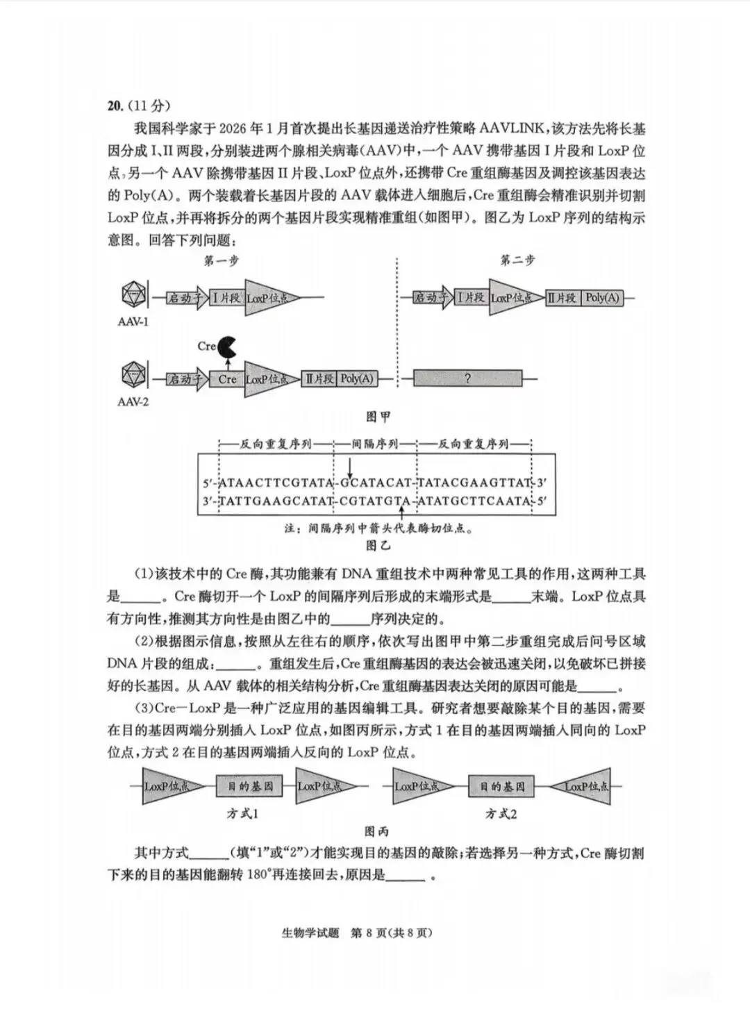 2026年成都高三第二次模拟测试生物学试卷和参考答案(成都二诊生物学) 第8张