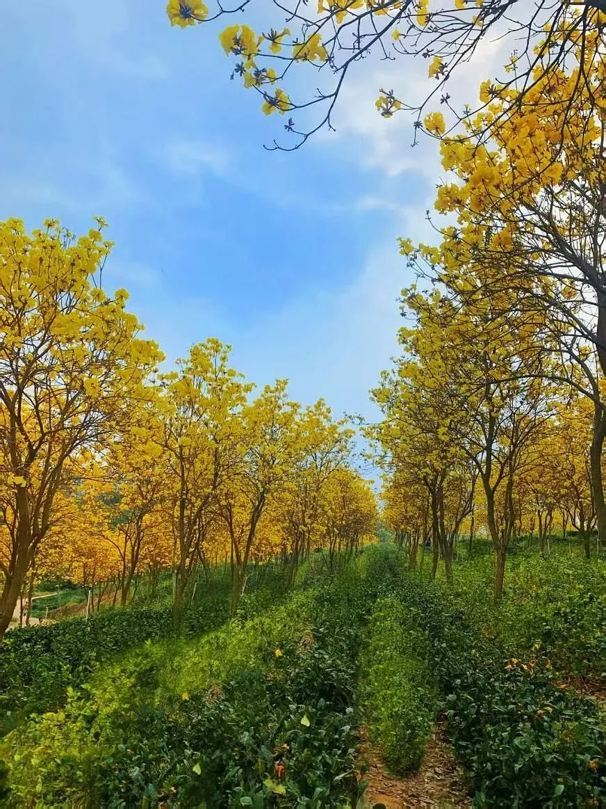 把课堂搬进春天里——多语种创新班的真题真做实践纪实 第2张