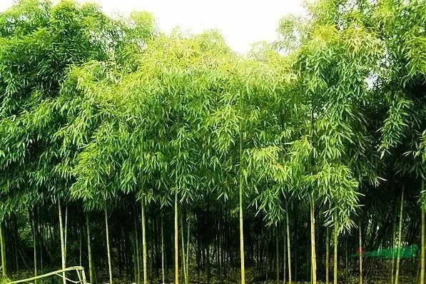 一篇核心素材,写江西连续10年中考作文题 第5张