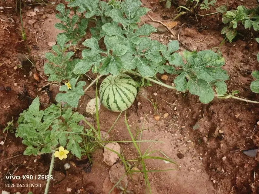 一篇核心素材,写江西连续10年中考作文题 第6张