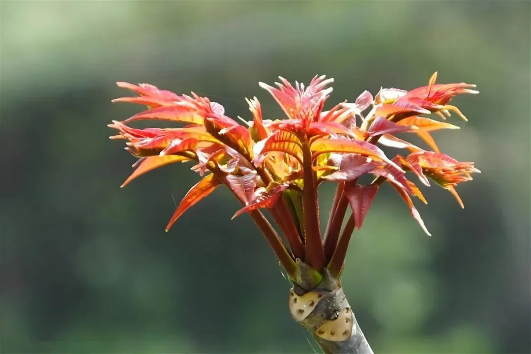 家长必看!春假+中考改革+健康教育,3大热点实操指南,陪娃不焦虑 第2张