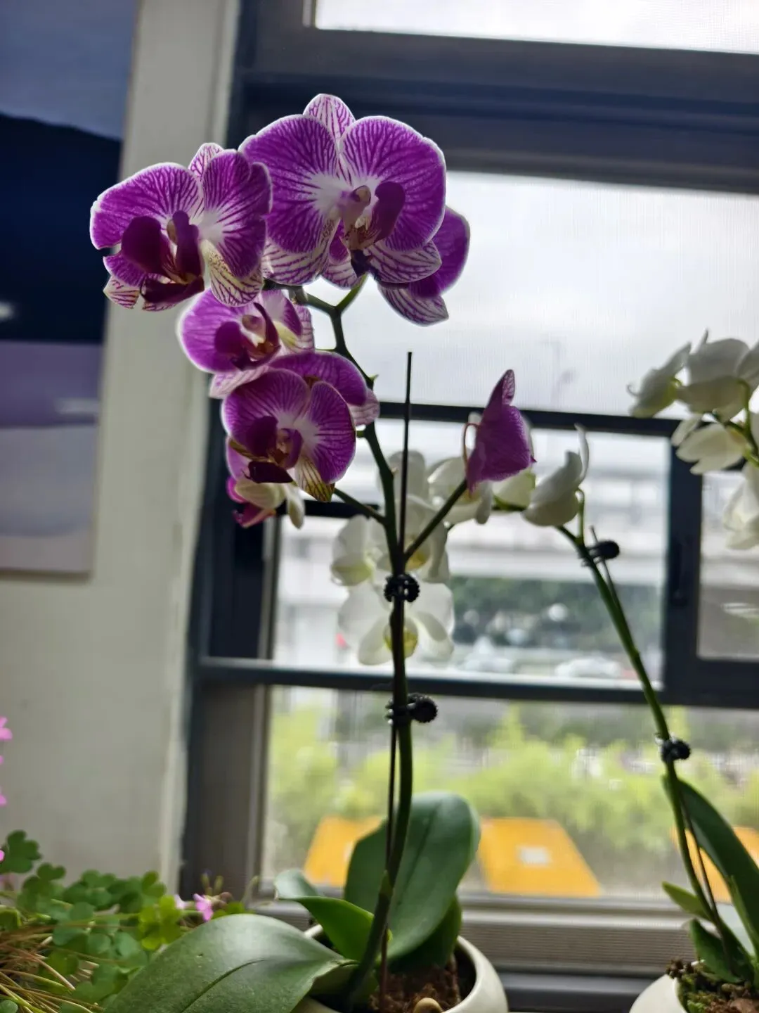 2026届成都市高三第二次模拟测试英语试题词汇二次开发 第1张