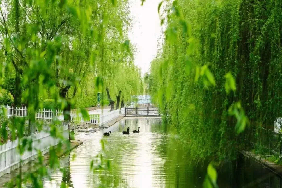 25年上海中考650分,放弃进区重点的机会,选择“天华国际中本贯通”→ 第29张