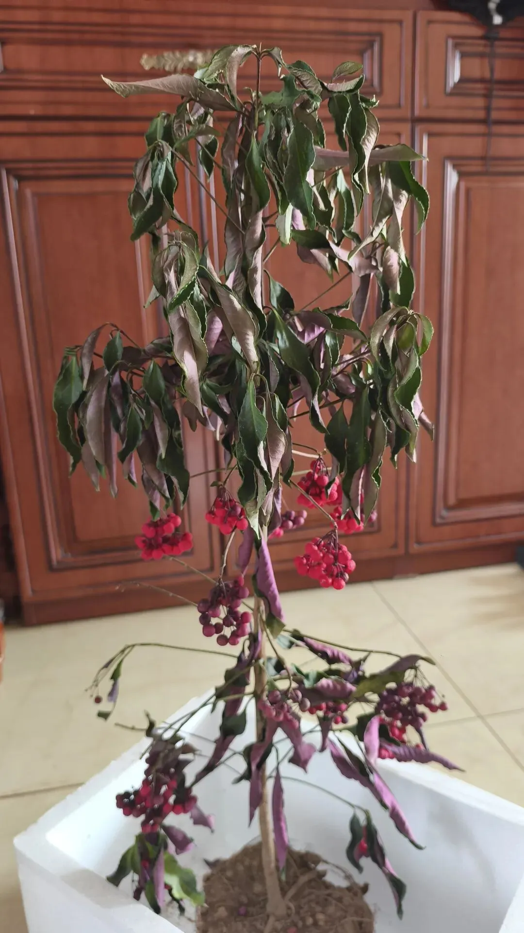 中考百日倒计之时:儿子捡回一盆“干到能点火”的黄金万两 第1张 中考百日倒计之时:儿子捡回一盆“干到能点火”的黄金万两 第1张