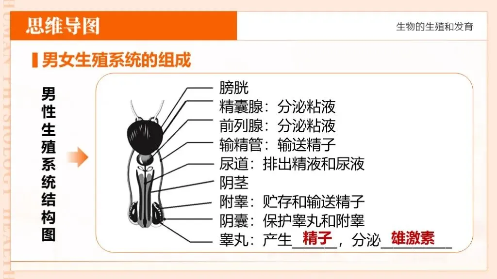 中考生物一轮复习专题6.1《遗传与变异—生物的生殖和发育》 第19张